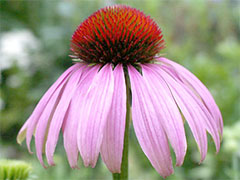 Phytotherapie